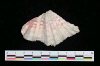 藏品(菱硨磲蛤)的圖片